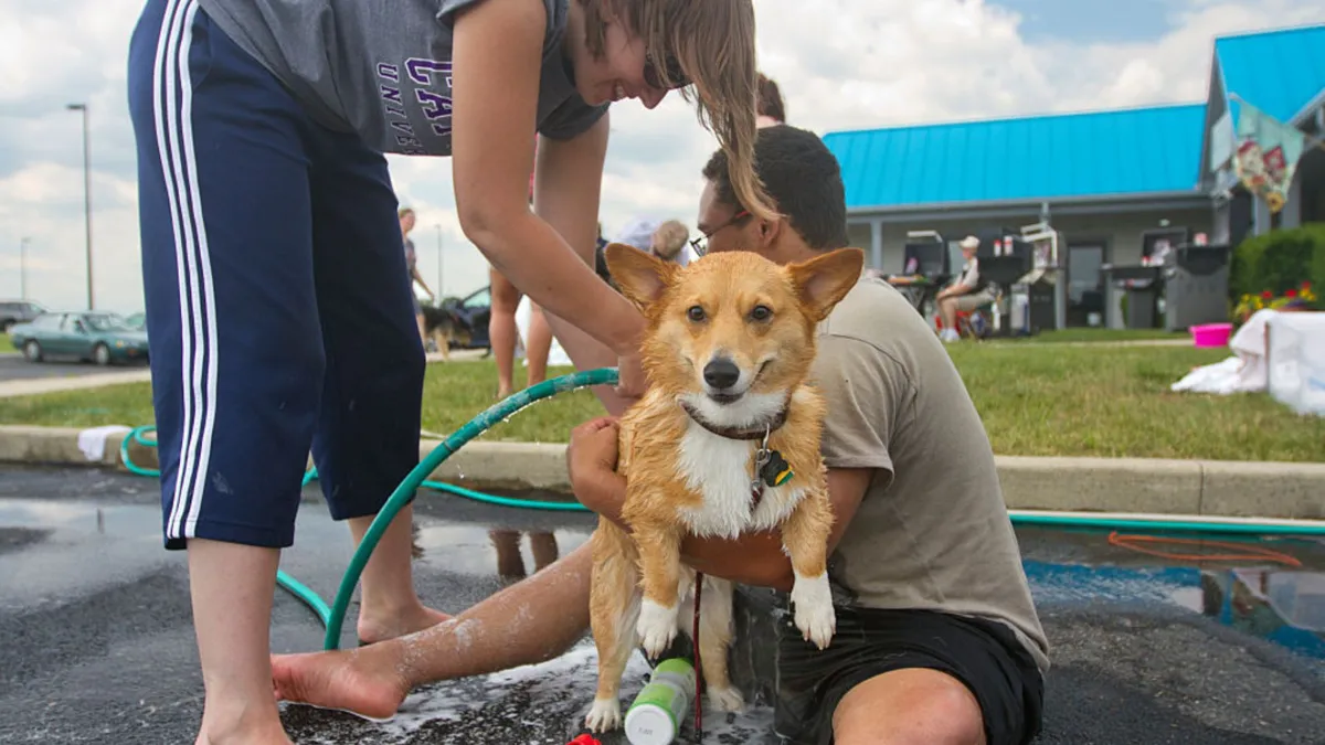 A couple baths a corgi with a hose in a parking lot