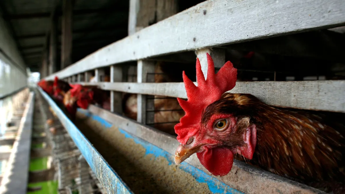 A close-up of a chicken at a farm eating food.
