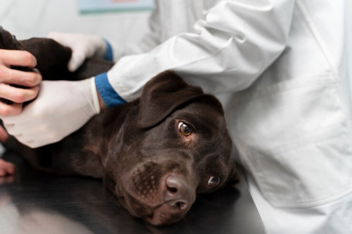 Illustrative archive photograph of a veterinarian examining a dog.